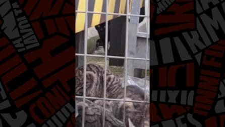 Decine di gatti all'aeroporto di Fiumicino: "Pericolo per aerei, dal Comune disinteresse totale"