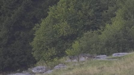 Quattro nuovi cuccioli di lupo in Lessinia