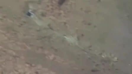 La rana pescatrice si mimetizza perfettamente col fondale