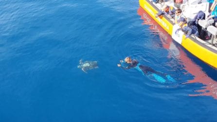 Il rilascio della tartaruga Thalassa