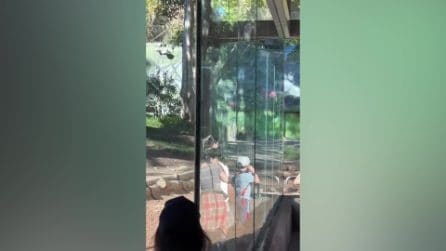 Il gorilla rompe il vetro protettivo allo zoo di San Diego