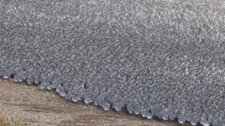 Migliaia di piovanelli invadono le spiagge dell'Inghilterra