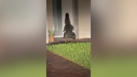 Rettangolare alligatore