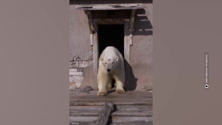 orsi_ in approvazione