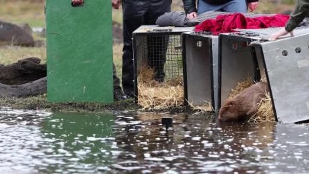 Una famiglia di castori liberata in Scozia
