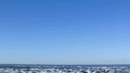 Migliaia di delfini nuotano tutti insieme in California