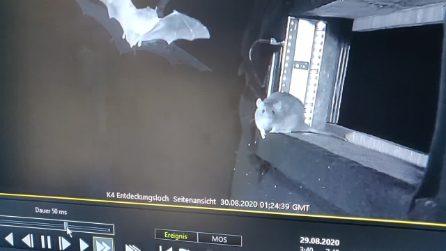 Un ratto cattura al volo un pisistrello