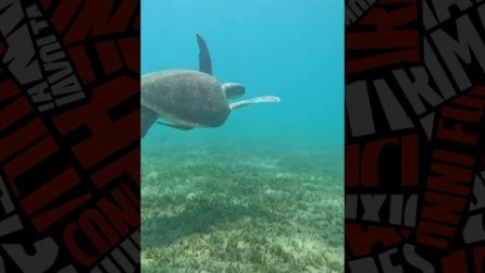 La tartaruga verde (Chelonya mydas) nuota libera in mare