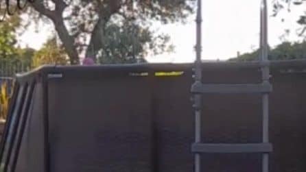 La pecora Giulia doveva morire in un macello ma adesso porta gioia agli anziani delle Rsa