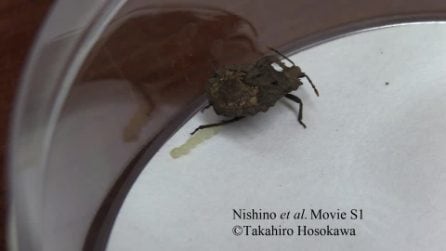 La cimice cosparge le uova di funghi per proteggerle dalle vespe