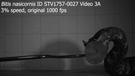 Il morso della vipera rinoceronte (Bitis nasicornis)