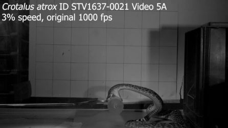 Il morso del serpente a sonagli (Crotalus atrox)