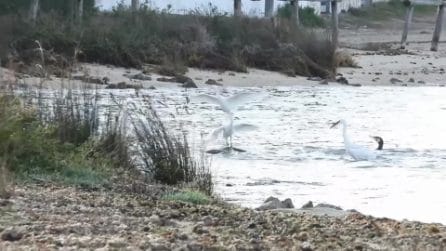 Garzette e cormorani si alleano per andare a caccia insieme