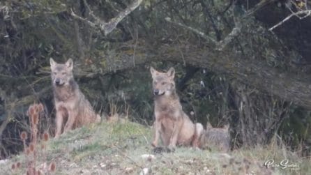 Un branco di sei lupi che dopo il pasto prende il sole e gioca per scaricare l'adrenalina