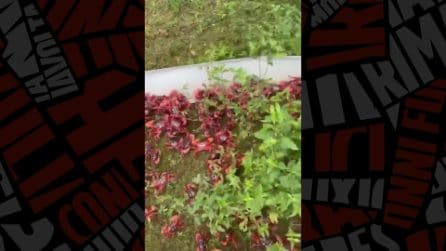 Milioni di granchi rossi di Christmas Island migrano per accoppiarsi