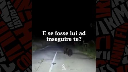 Orso inseguito nel versante molisano del parco d'Abruzzo