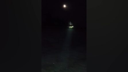 Lupo avvistato in città