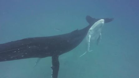 Avvistata una rara megattera albina: è una cucciola che gioca con la mamma