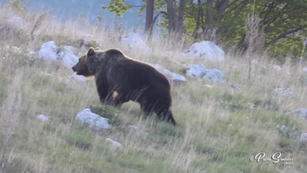 L'orso marsicano in Abruzzo