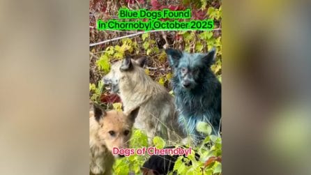 Cani blu di Chernobyl