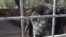 Nonno Mirko, il cane meticcio che aspetta ancora la famiglia giusta