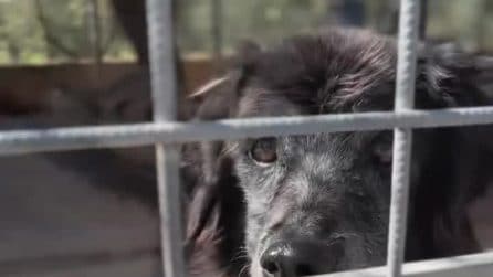Nonno Mirko, il cane meticcio che aspetta ancora la famiglia giusta