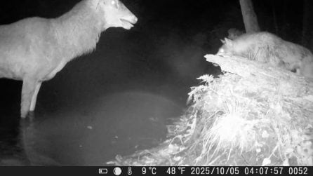 I lupi attaccano il cervo in una pozza d'acqua