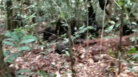 Cinque femmine di bonobo attaccano e probabilmente uccidono un maschio