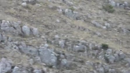 I lupi cacciano due cervi in Abruzzo