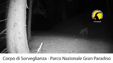 Lince avvistata nel Parco Nazionale del Gran Paradiso