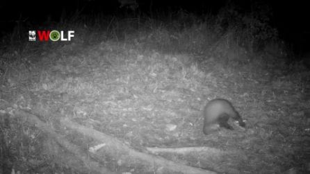 Come giocano le faine