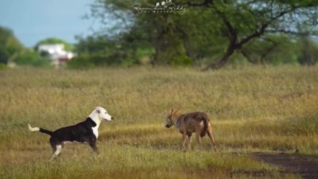 Cane e lupo fanno "amicizia" in India