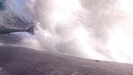 Il punto di vista di una remora attaccata a una megattera