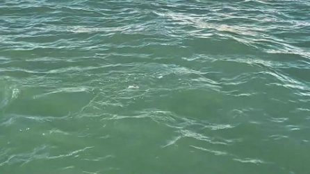 Il delfino che da ottobre nuota nella laguna di Venezia