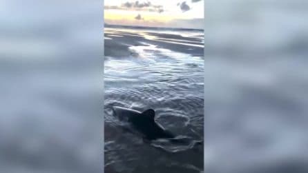 Il salvataggio di uno squalo spiaggiato in Oregon