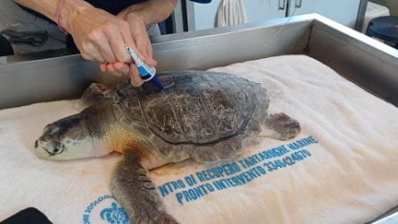 I ricercatori attaccano il gps sulla tartaruga di Kemp