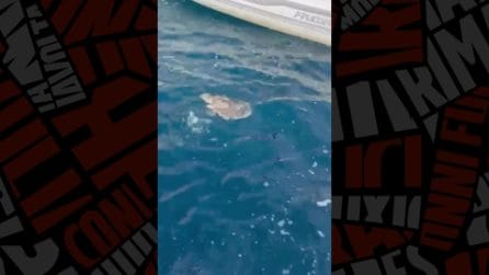 Il salvataggio della tartaruga Saphira a Praiano: è una rarissima tartaruga di Kemp
