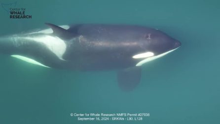 Mamma orca nuota con il suo cucciolo nell'Oceano Pacifico settentrionale