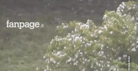 Lupo preda un vitello in Abruzzo: si salva per miracolo