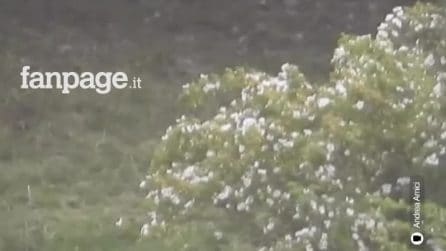 Lupo preda un vitello in Abruzzo: si salva per miracolo