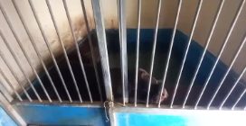 Leone marino costretto a vivere in una gabbia minuscola in un circo