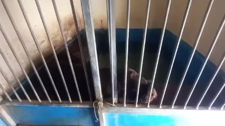 Leone marino costretto a vivere in una gabbia minuscola in un circo