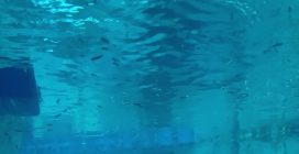 Beluga nell'acquario Oceanogràfic di Valencia