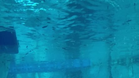 Beluga nell'acquario Oceanogràfic di Valencia