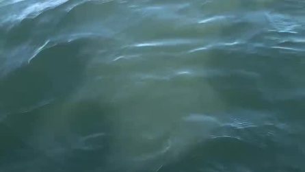 La foca scappa dalle orche e si rifugia su una barca