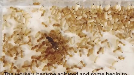 Una formica parassita inganna le operaie facendole uccidere la regina, poi prende il suo trono