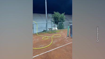 La volpe che ruba le palline sul campo da tennis