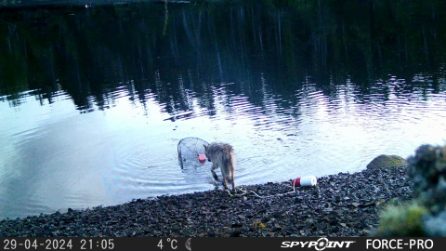 Per la prima volta un lupo è stato osservato mentre usa un attrezzo per pescare