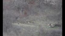 Lupo terrorizzato dal passaggio di un jet militare: la reazione dell'animale