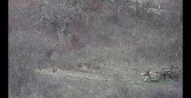 Lupo terrorizzato dal passaggio di un jet militare: la reazione dell'animale